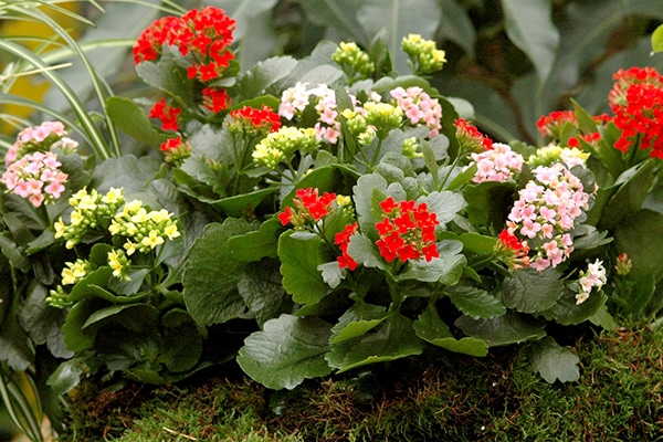 vente kalanchoé commun Maroc