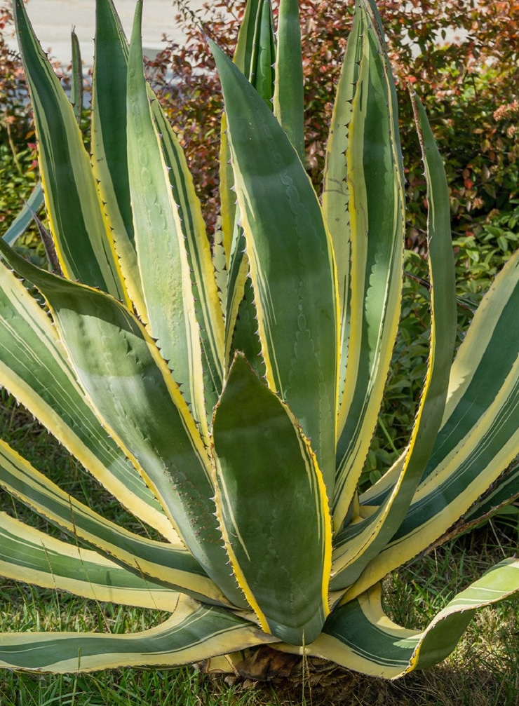 Achat Agave d 'Amérique panaché Maroc