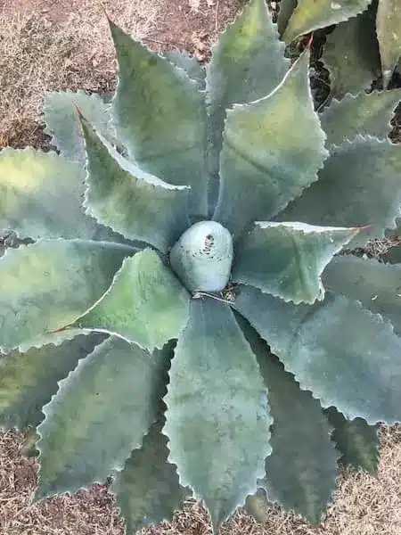 Agave de mescal –