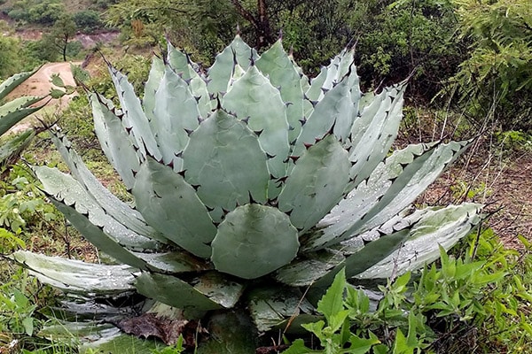 Agave de mescal