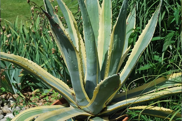 Vente Agave d 'Amérique panaché Maroc