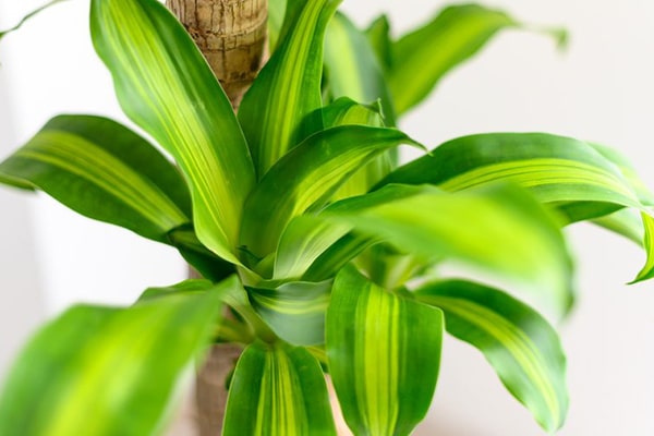 Vente Dracaena fragrans Maroc
