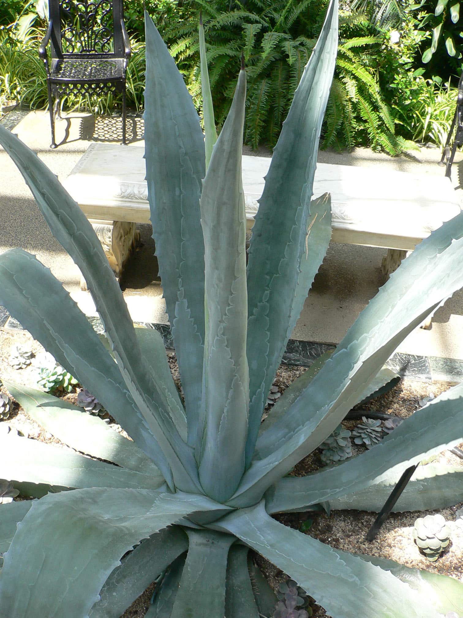 achat Agave américain maroc
