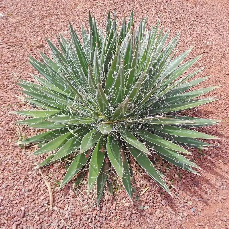 achat Agave du desert maroc