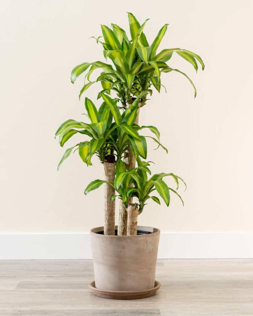 achat Dracaena fragrans Maroc