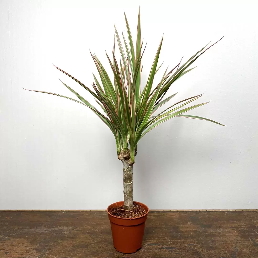 achat Dracaena marginata Maroc