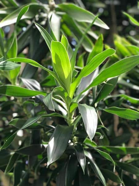 achat Dracaena reflexa Maroc