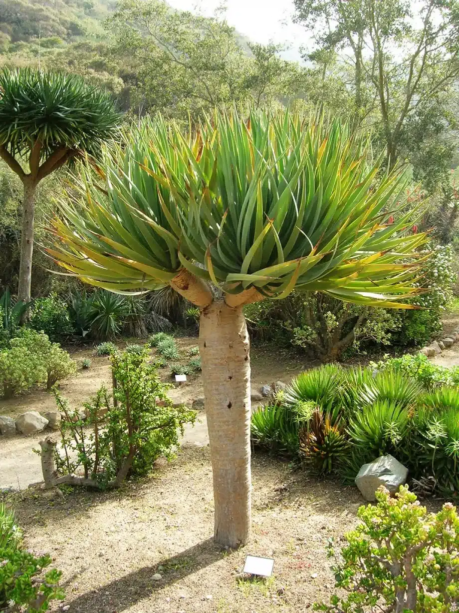 aaries-dans-la-nature