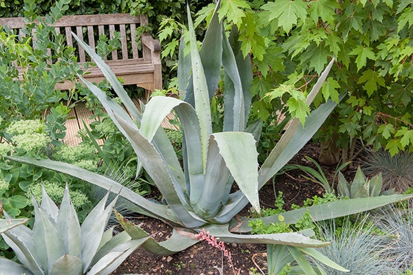 vente Agave américain maroc