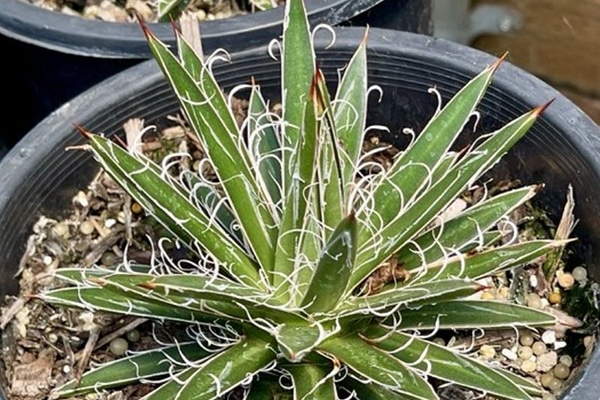 vente Agave du desert maroc