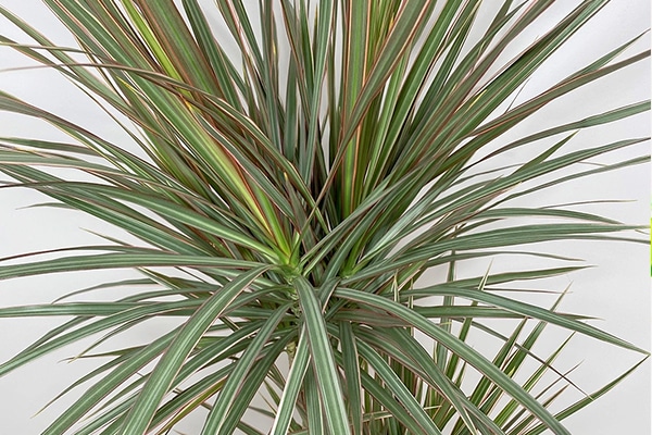 vente Dracaena marginata Maroc
