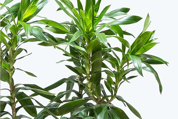 vente Dracaena reflexa Maroc