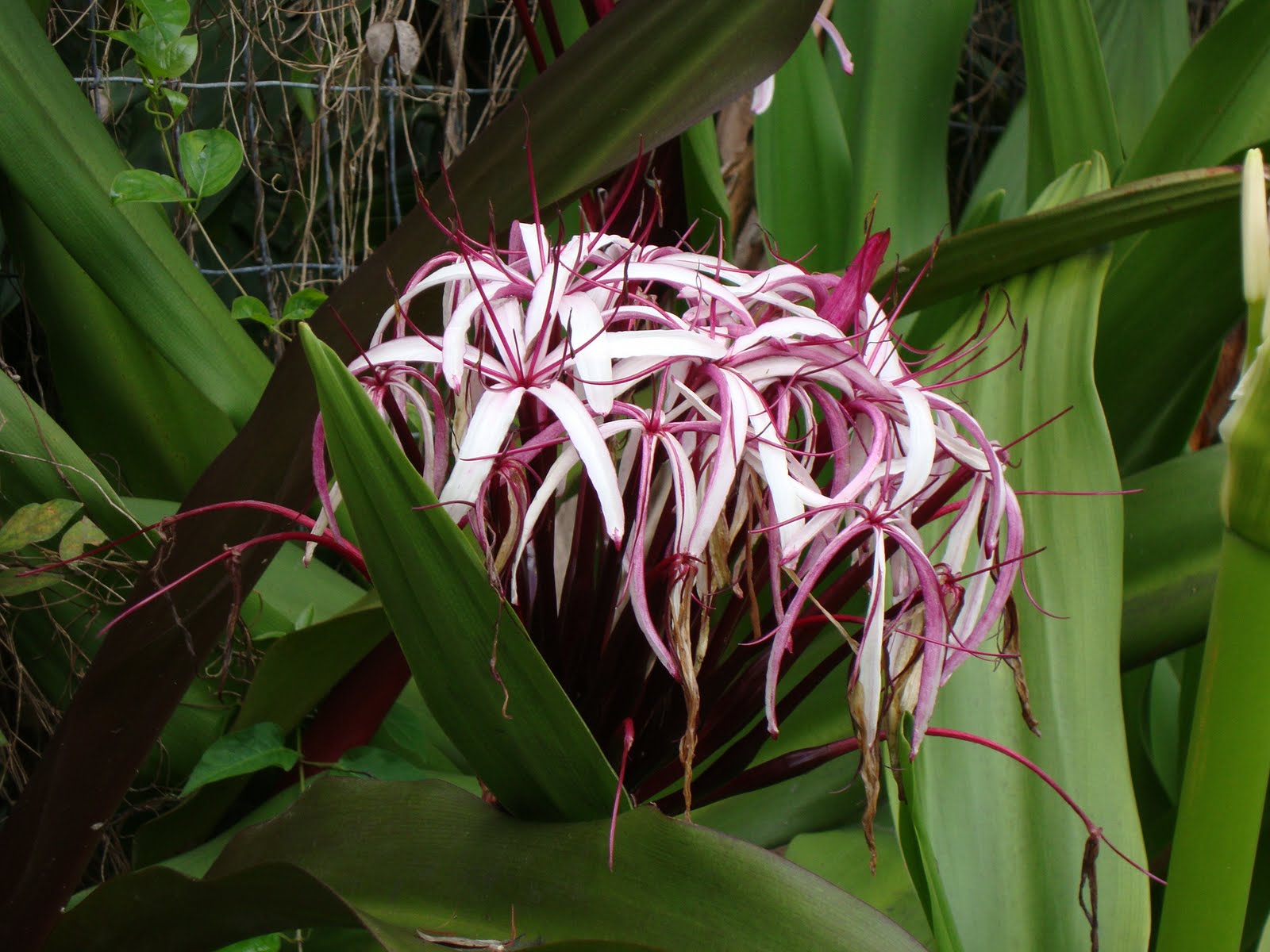 achat crinum angustum au maroc