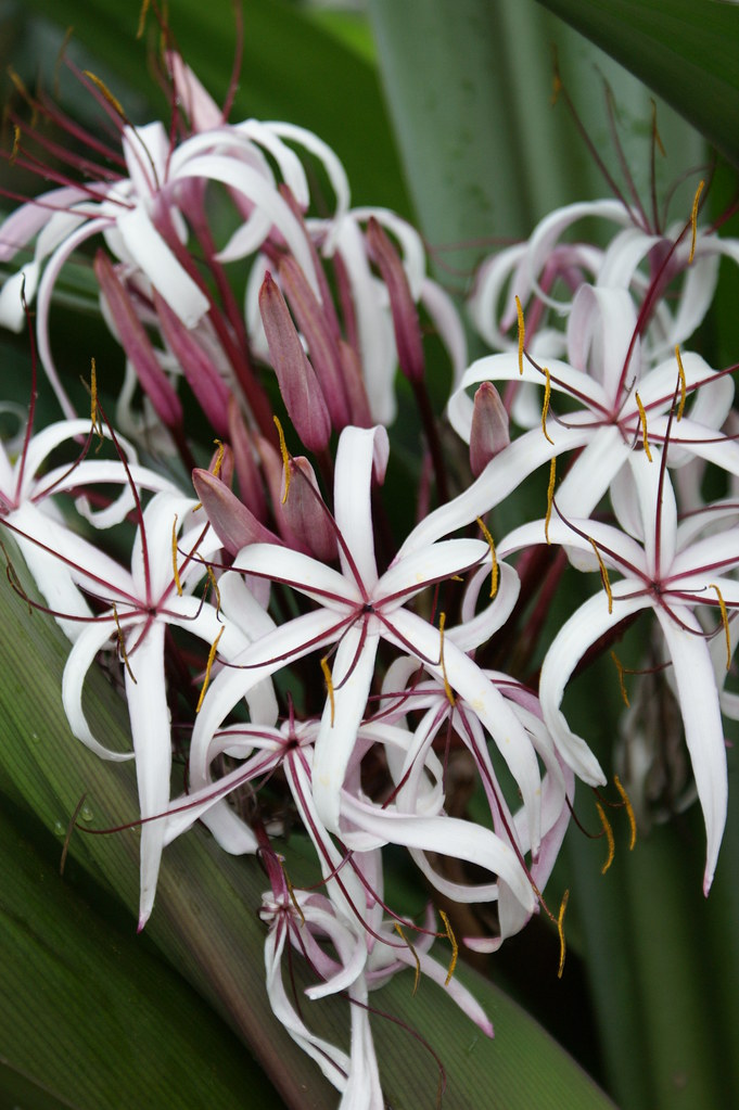vente crinum angustum au maroc