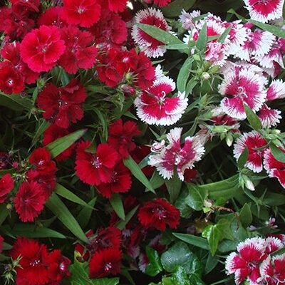 Achat Oeillet de chine au Maroc