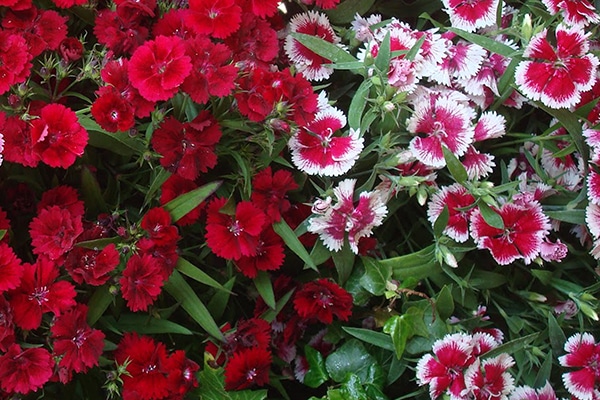 Achat Oeillet de chine au Maroc