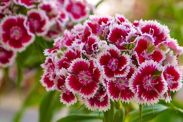 Vente Oeillet de chine au Maroc