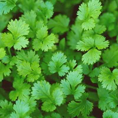 Achat plante Coriandre au Maroc
