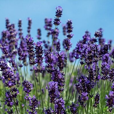 Vente Lavande officinale au Maroc