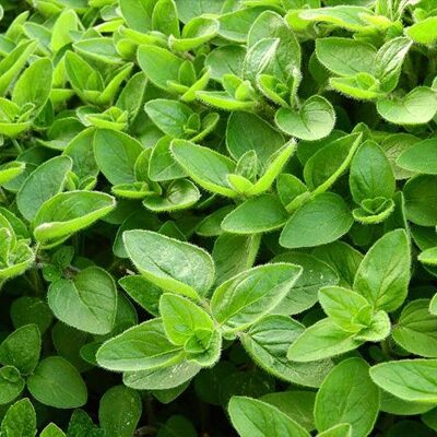 Vente Marjolaine officinale au Maroc