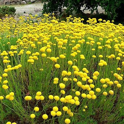 Vente Plante Santoline au Maroc