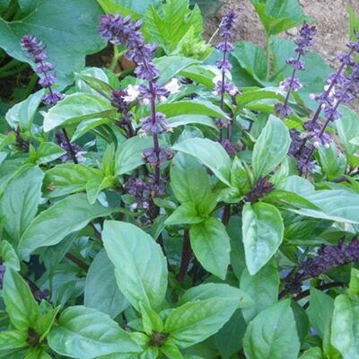Vente plante Basilic cannelle au Maroc