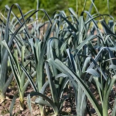 Vente Poireau perpétuel au Maroc