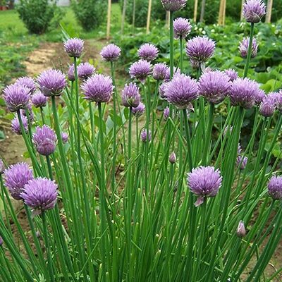 Vente Ciboulette bio au Maroc