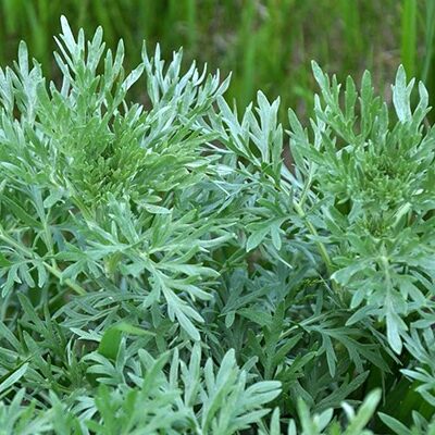 Achat de Grande absinthe au Maroc