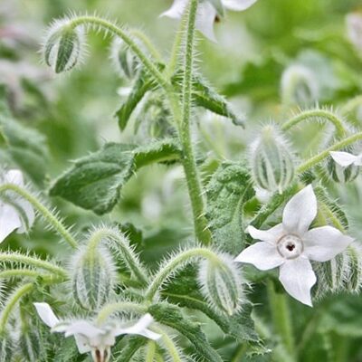 Achat bourrache officinale blanche Maroc