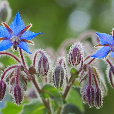 Vente Bourrache officinale Maroc