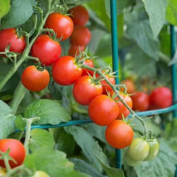 achat Tomate cerise rouge au maroc