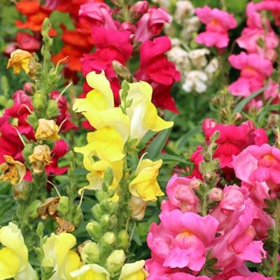 Achat de Muflier au Maroc