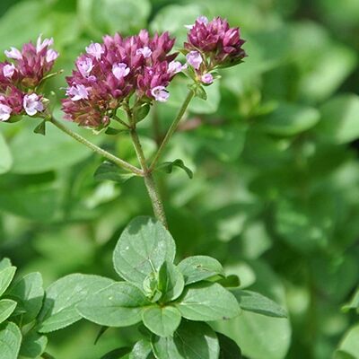 Vente d'origan commun au Maroc