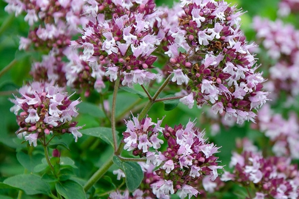 Vente d'origan commun au Maroc