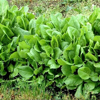 Vente d'Oseille commune au Maroc