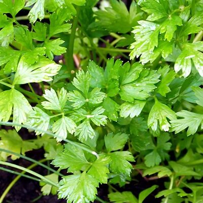 Vente Persil géant d'italie au Maroc