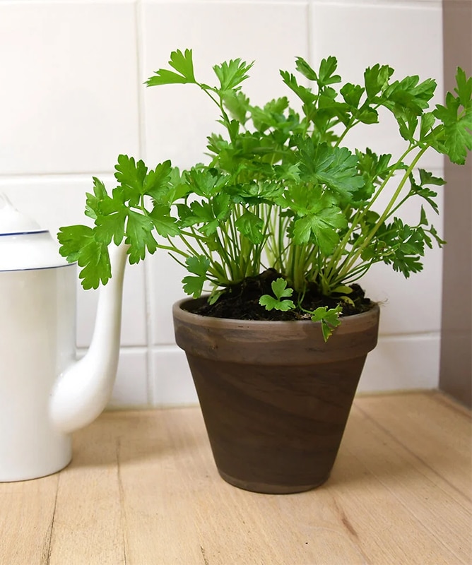 Vente Persil géant d'italie au Maroc