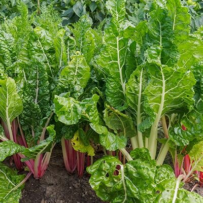 Vente plante Rhubarde au Maroc