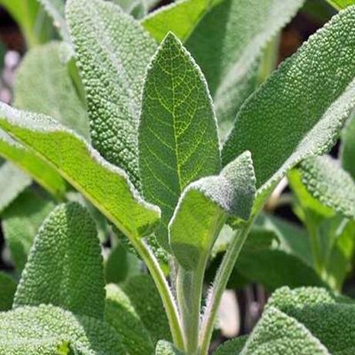 vente Sauge officinale au Maroc