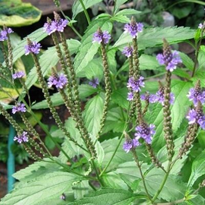 vente Verveine officinale au Maroc